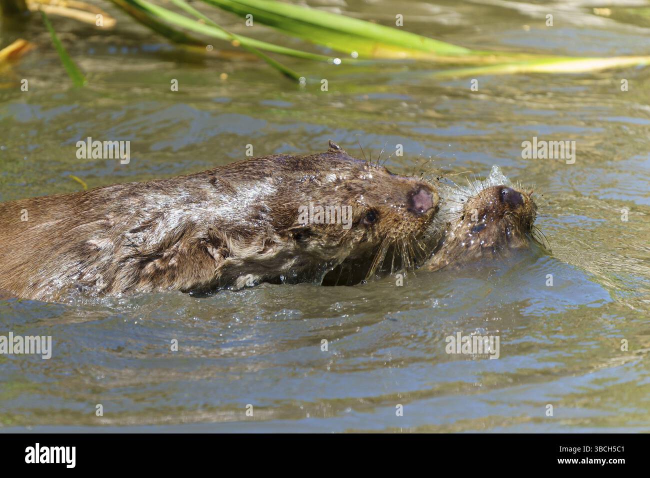 Due lontre che nuotano tranquillamente nell'acqua, con postura rilassata e atmosfera tranquilla, lontra europea (Lutra lutra) Germania Foto Stock