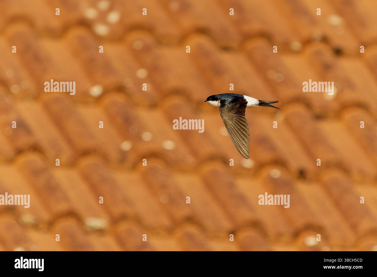 Deglutire sorvolando un tetto piastrellato con il sole, Casa Martin (Delichon urbicum, Syn.: Delichon urbica), fauna selvatica, Germania, Europa Foto Stock