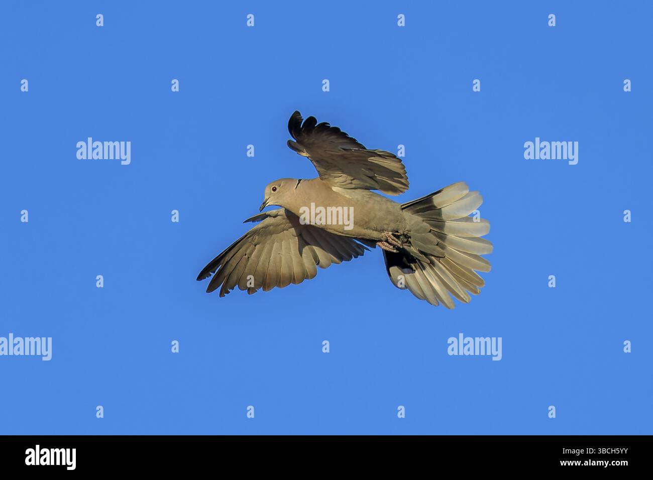 Piccione in volo contro un cielo azzurro limpido con ali allungate, colomba eurasiatica con collare (Streptopelia decaocto), fauna selvatica, Germania, Europa Foto Stock