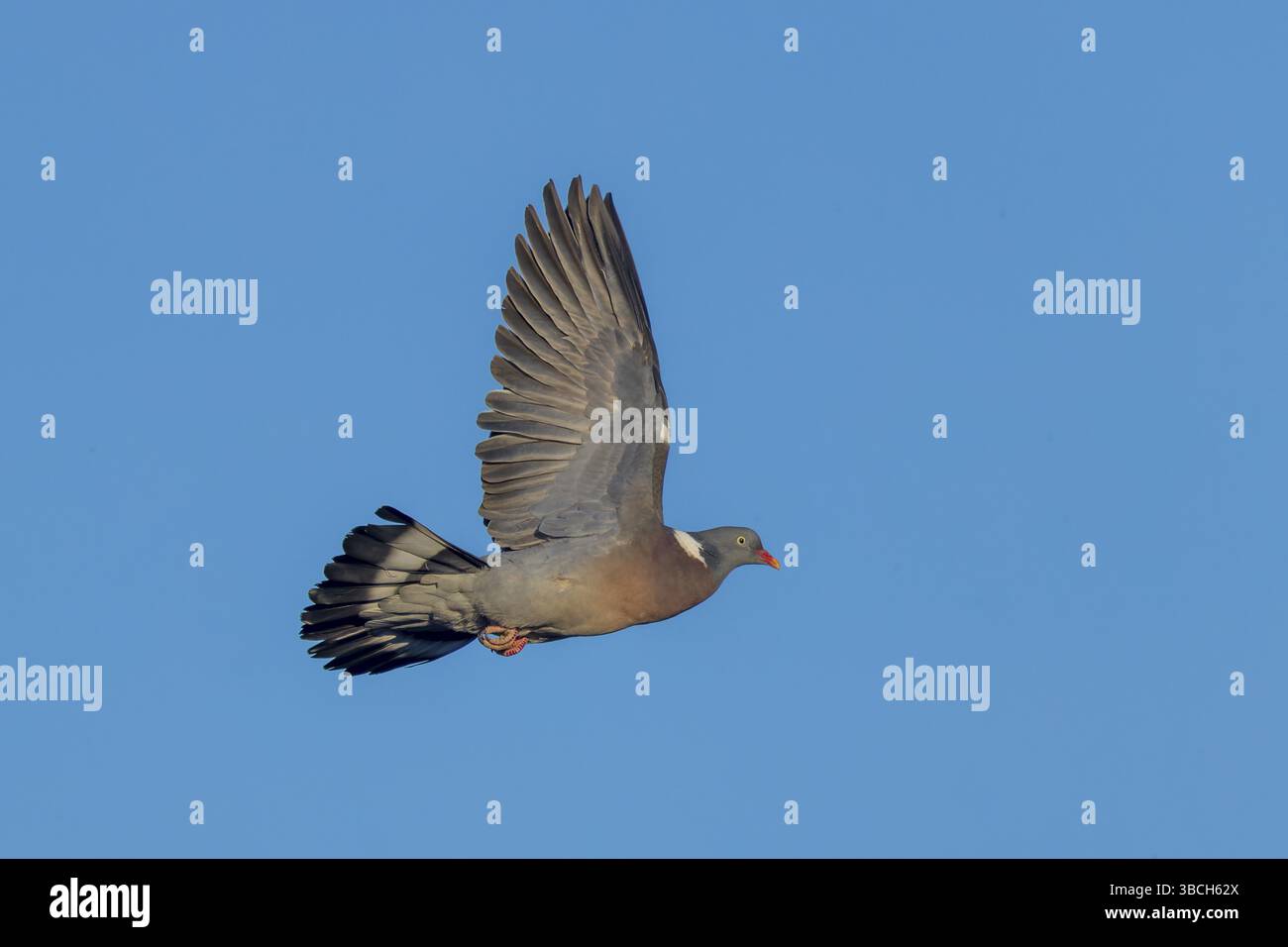 Piccione che vola in alto nel cielo azzurro, piccione in legno (palumbus Columba), fauna selvatica, Germania, Europa Foto Stock