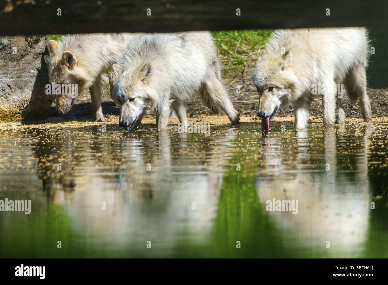 Diversi lupi che bevono in un corpo d'acqua calmo e si riflettono nell'acqua, lupo artico, (Canis lupus arctos), Germania, Europa Foto Stock