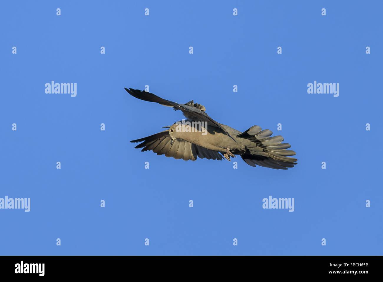 Piccione volante in alto nel cielo blu, colomba con colletto eurasiatico (Streptopelia decaocto), fauna selvatica, Germania, Europa Foto Stock