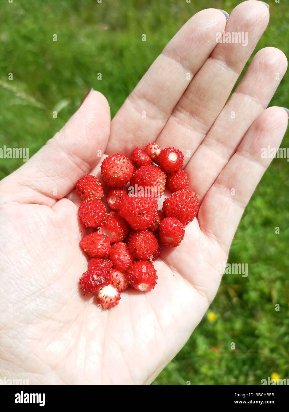 Fragole selvatiche che riposano in una palma aperta Foto Stock