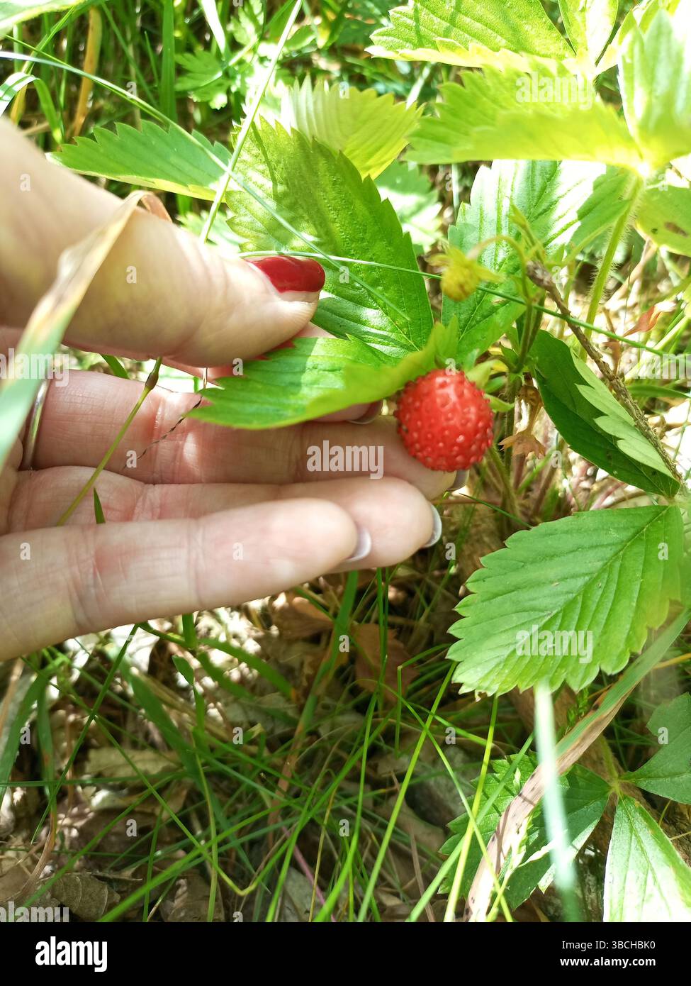 Fragole selvatiche che crescono nell'erba verde Foto Stock