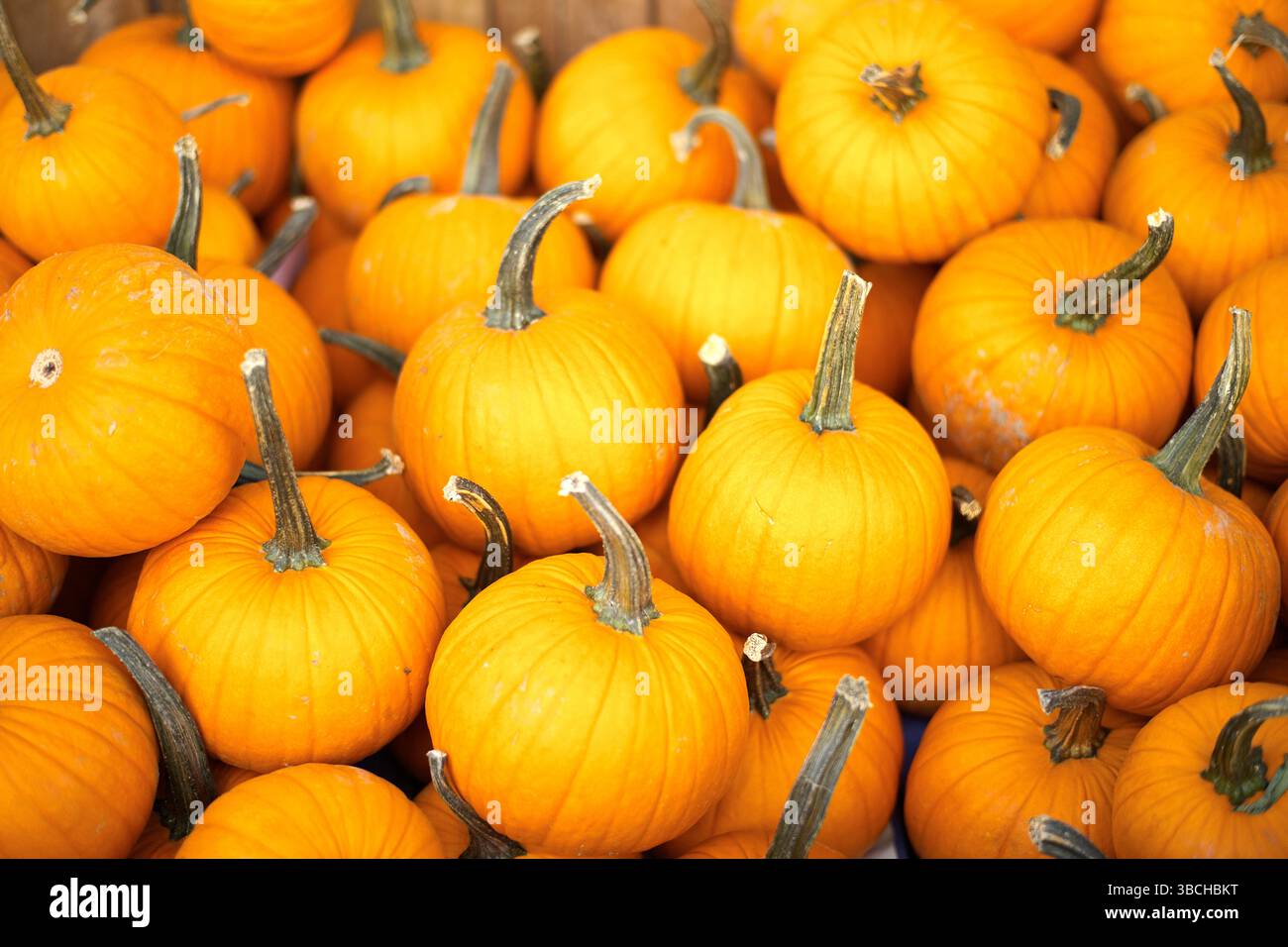 Una pila di zucche arancioni vibranti con gambi verdi in una vista ravvicinata. New York, Stati Uniti Foto Stock