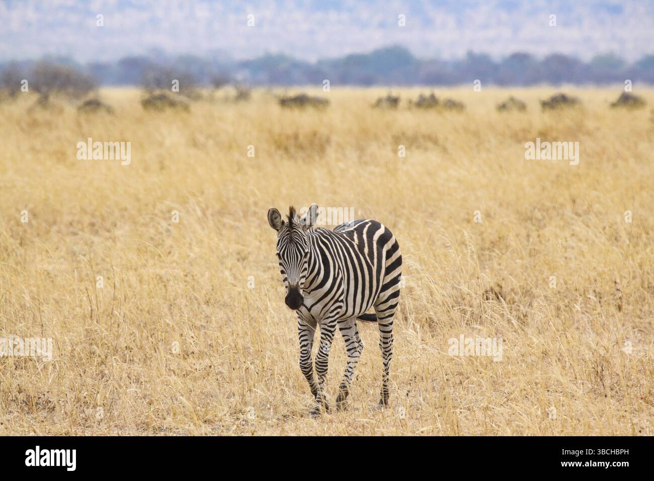 La zebra solitaria vaga attraverso il paesaggio asciutto con l'erba gialla Foto Stock