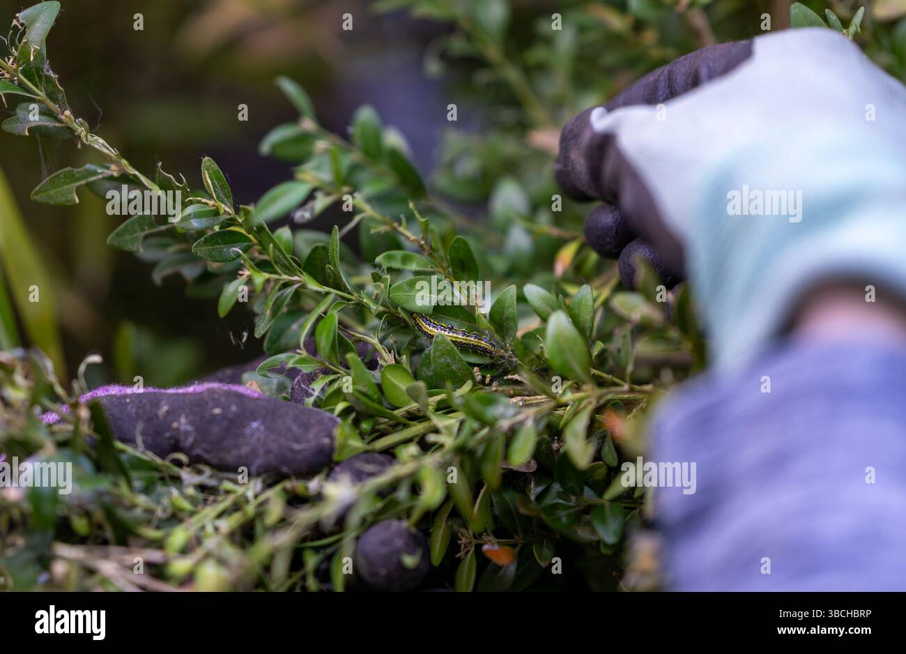 Rimozione della trivella ad albero scatolato da una siepe infestata. Foto Stock