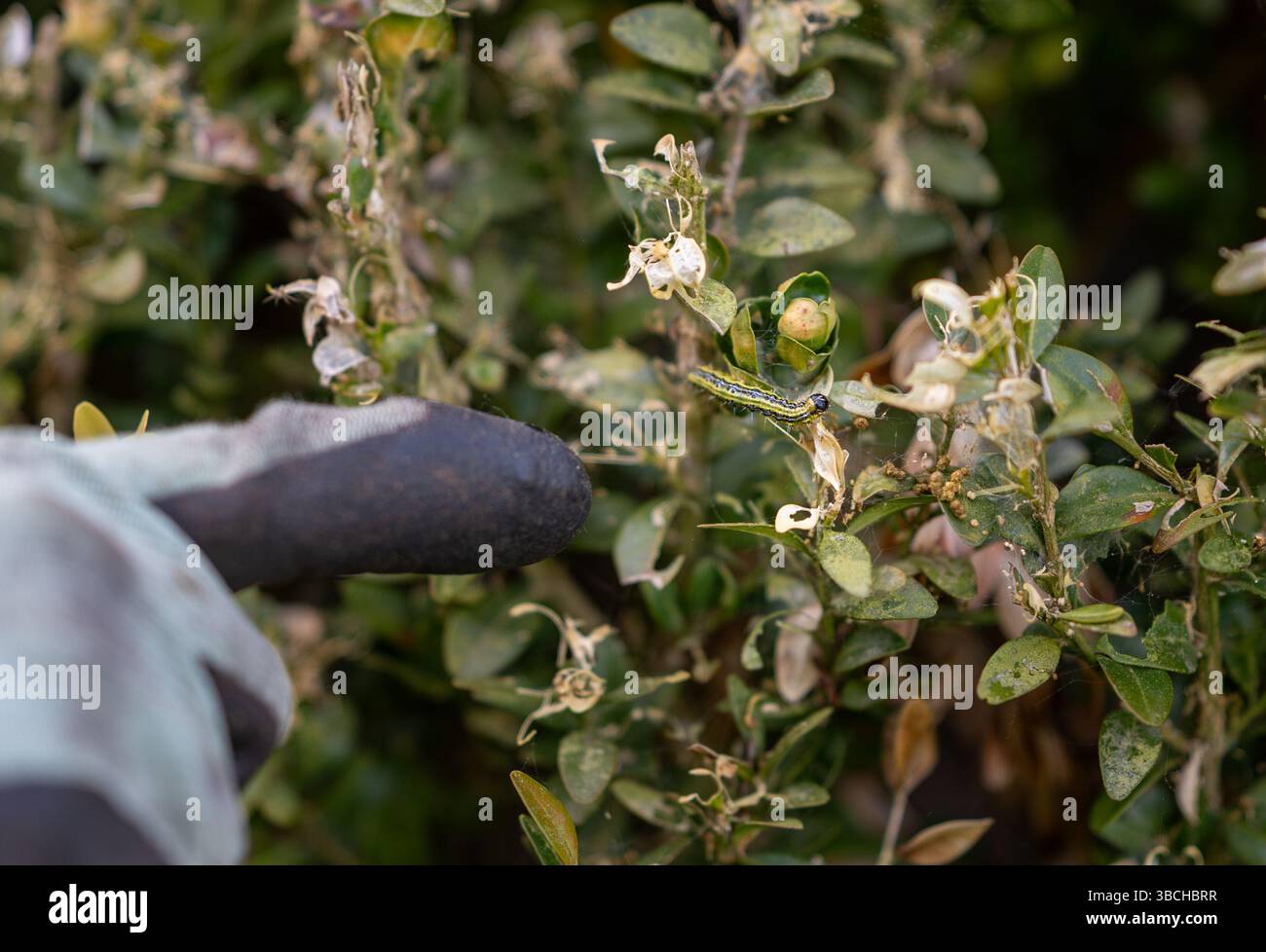 Rimozione della trivella ad albero scatolato da una siepe infestata. Foto Stock