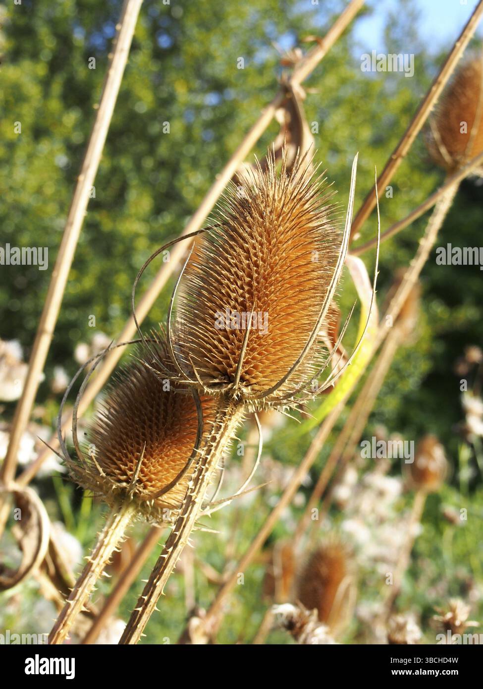 Primo piano di una tettarella marrone asciutta in un prato alla luce del sole d'autunno Foto Stock