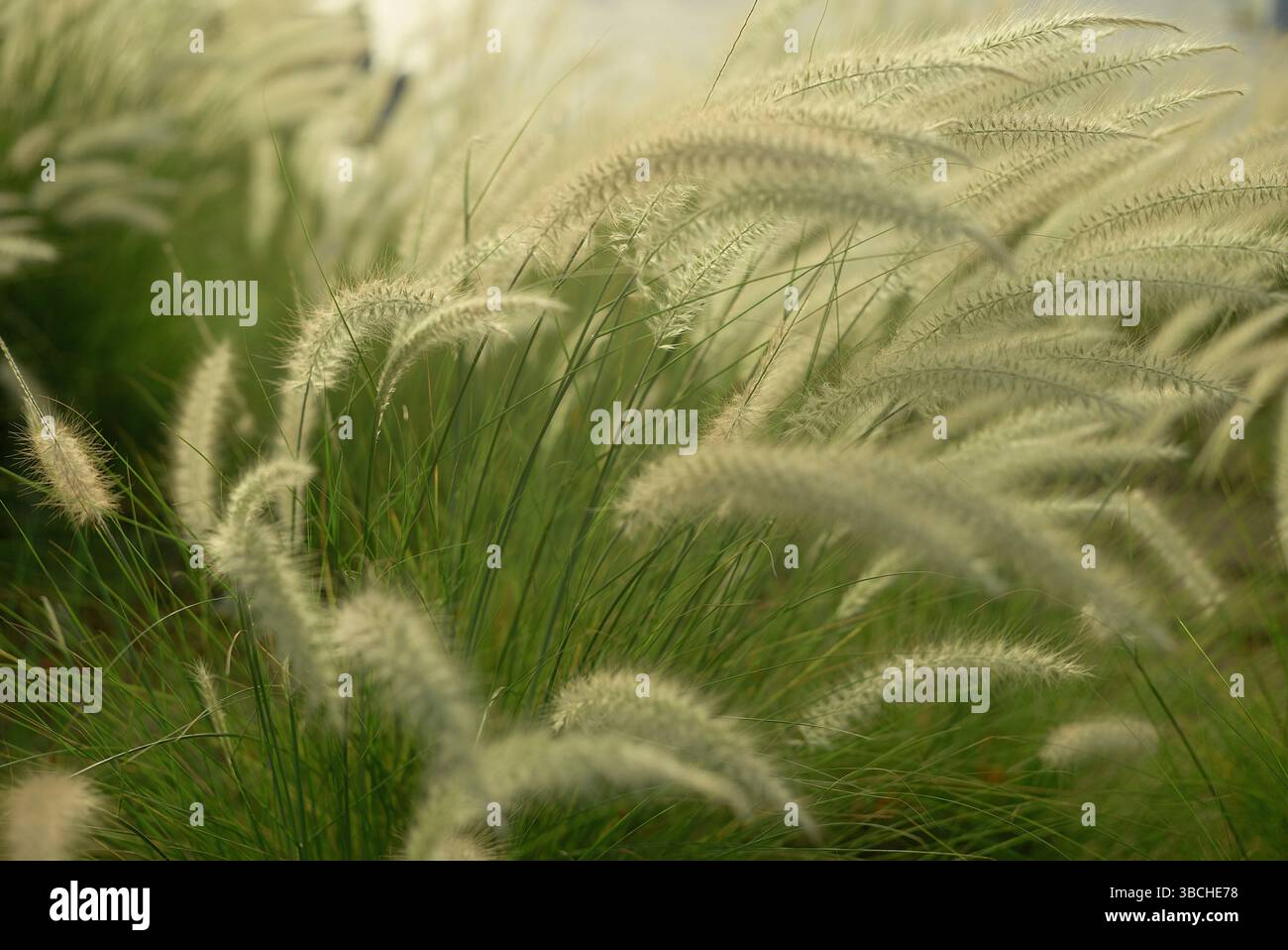 Messa a fuoco soffice sull'erba alta con pennacchi bianchi piuma che ondeggiano in una leggera brezza. Abu Dhabi, Emirati Arabi Uniti Foto Stock