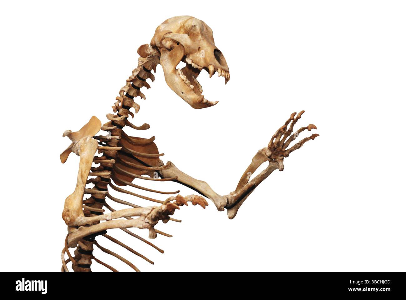 Scheletro di ursus spelaeus su sfondo bianco Foto Stock