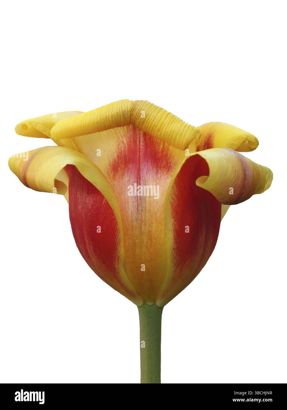 Il fiore di un tulipano rosso e giallo con petali che ricciolano tipicamente isolato sul bianco Foto Stock