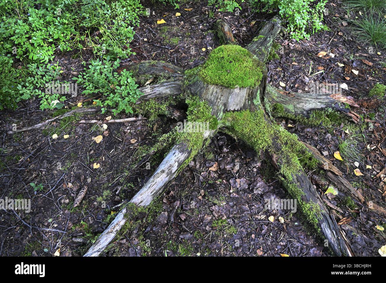 Questa foto mostra un vecchio ceppo d'albero ricoperto di muschio verde lussureggiante, adagiato sul pavimento della foresta. L'area circostante è piena di piccole piante, bushe Foto Stock