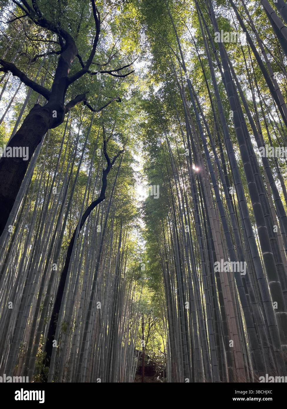 Luce del sole filtrata attraverso alti alberi di bambù in un fitto bosco Foto Stock