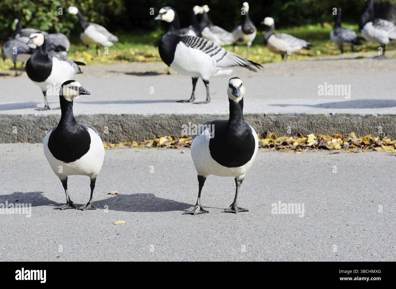 Oche canadesi in attraversamento della strada, Helsinki, Finlandia, Europa Foto Stock