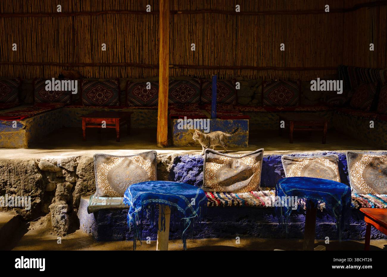 Cat in a Maroccan Mountain Café, luce dorata, autentici tappeti e cuscini marocchini (Ourika Valley) Foto Stock