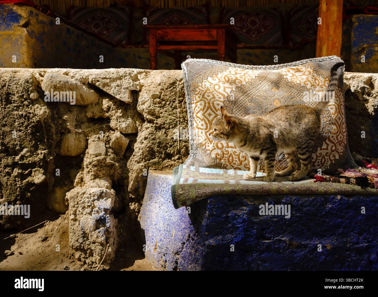 Cat in a Maroccan Mountain Café, luce dorata, autentici tappeti e cuscini marocchini (Ourika Valley) Foto Stock