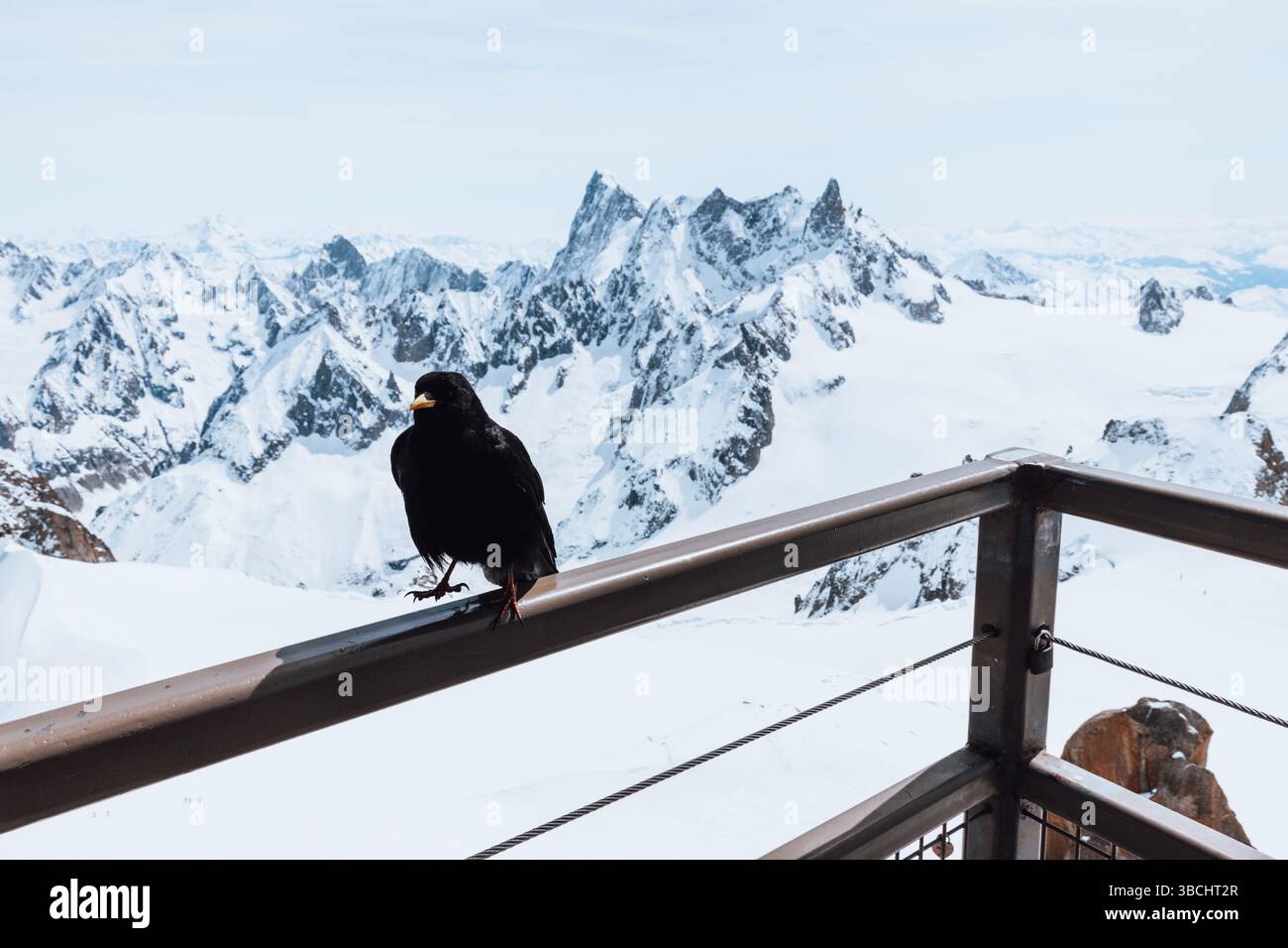 Un uccello alpino si trovava su una ringhiera alla vetta dell'Aiguille du Midi e alla stazione della funivia nel massiccio del Monte bianco nelle Alpi. Foto Stock