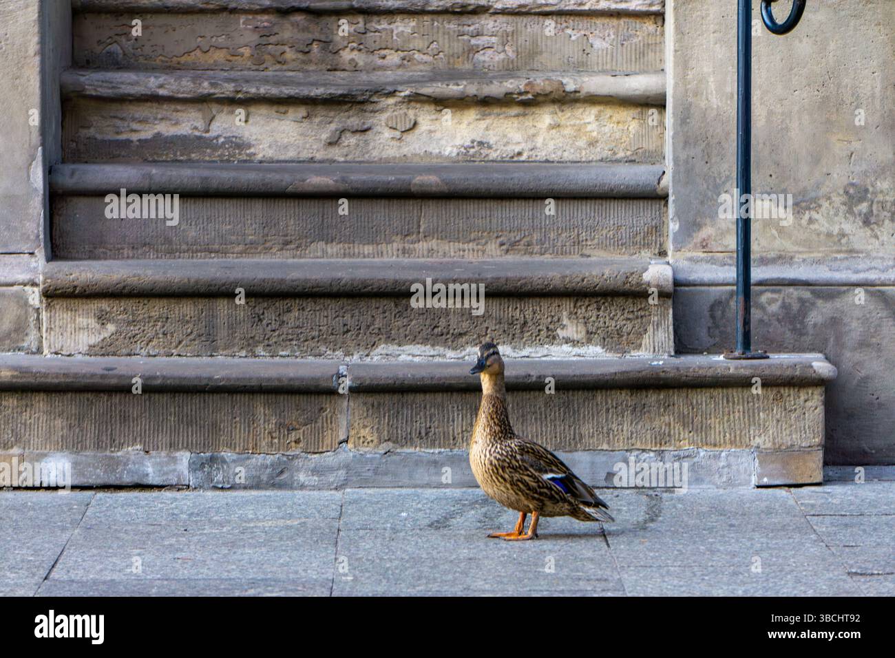 anatra in piedi su un marciapiede di fronte ai vecchi gradini in pietra. Lo sfondo presenta un muro storico con segni visibili di età e patina. Una U Foto Stock