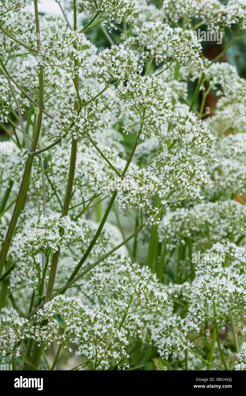 Valeriana officinalis, valeriana comune, all-heal, coda di cappio, ammassi di piccoli fiori bianchi in estate Foto Stock