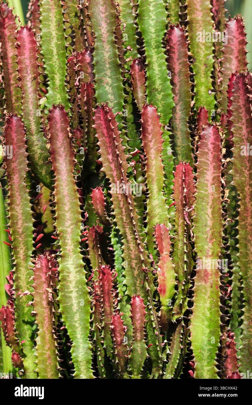 Euphorbia trigona rubra, albero di latte africano con lievito rosso, spine di colore verde rossastro e tre/quattro lati con gambo succulento, rossastro-bruno Foto Stock