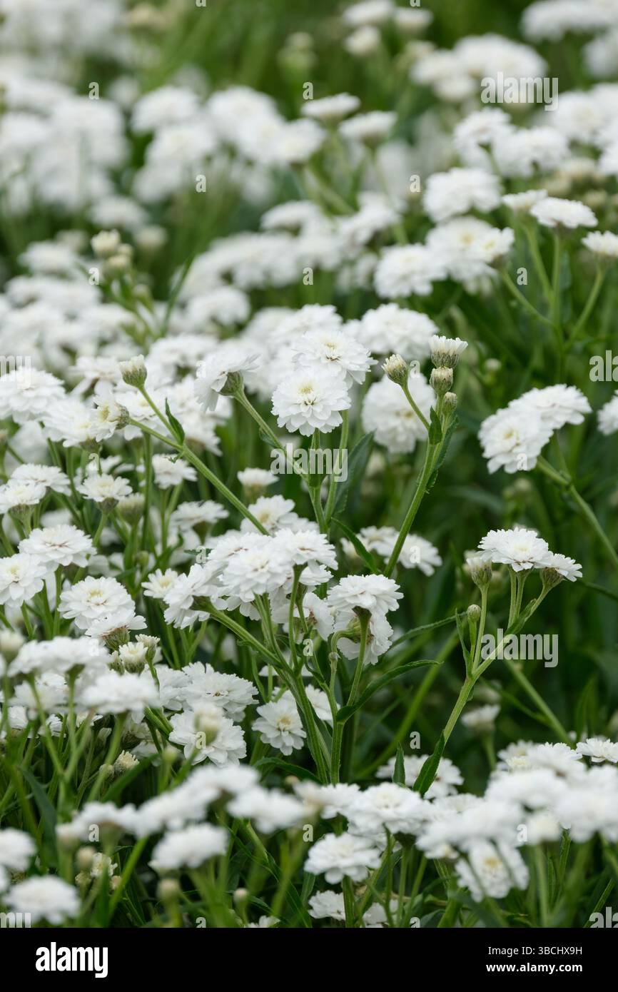 Achillea ptarmica la perla, starnutizea la perla, Achillea la perla, foglie scure, bianco puro, teste di fiori doppie Foto Stock