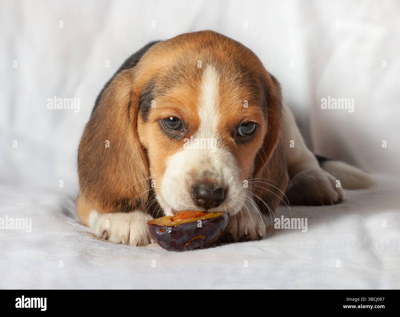 Cucciolo di Beagle di 1,5 mesi che mangia prugne sul divano grigio Foto Stock