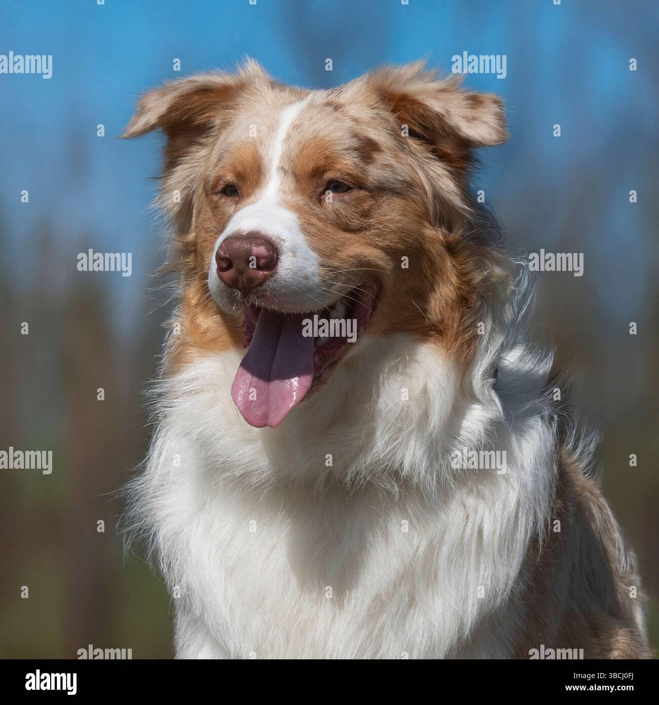 Pastore australiano cane Foto Stock