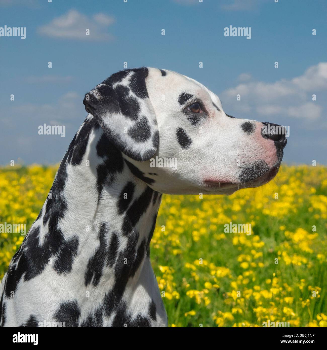dalmata in fiori gialli Foto Stock