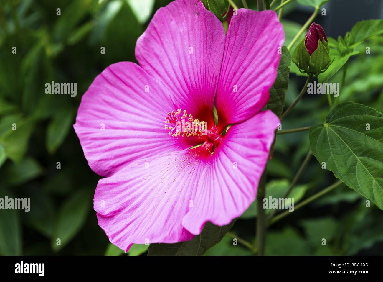 La foto mostra una foto laterale di un fiore clematis rosa di giorno Foto Stock