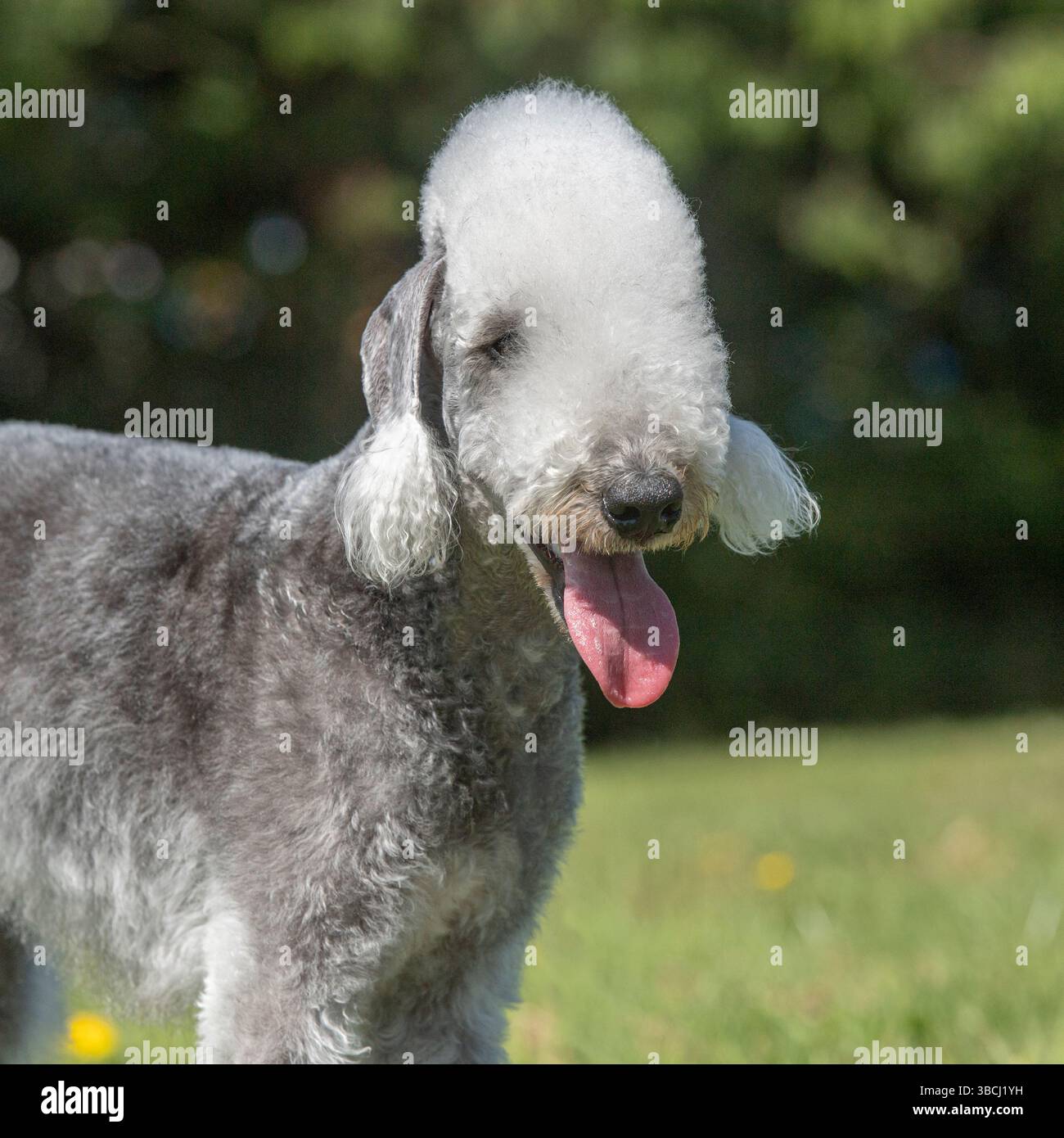 Bedlington terrier Foto Stock