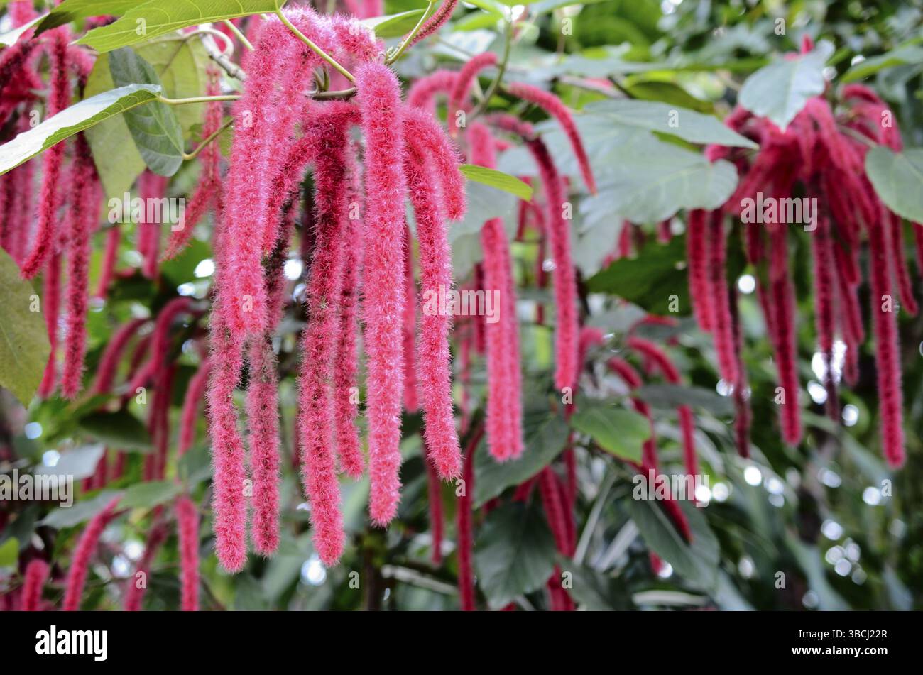 Impianto di ciniglia, fiori di Acalypha hispida, la foto in orizzontale Foto Stock