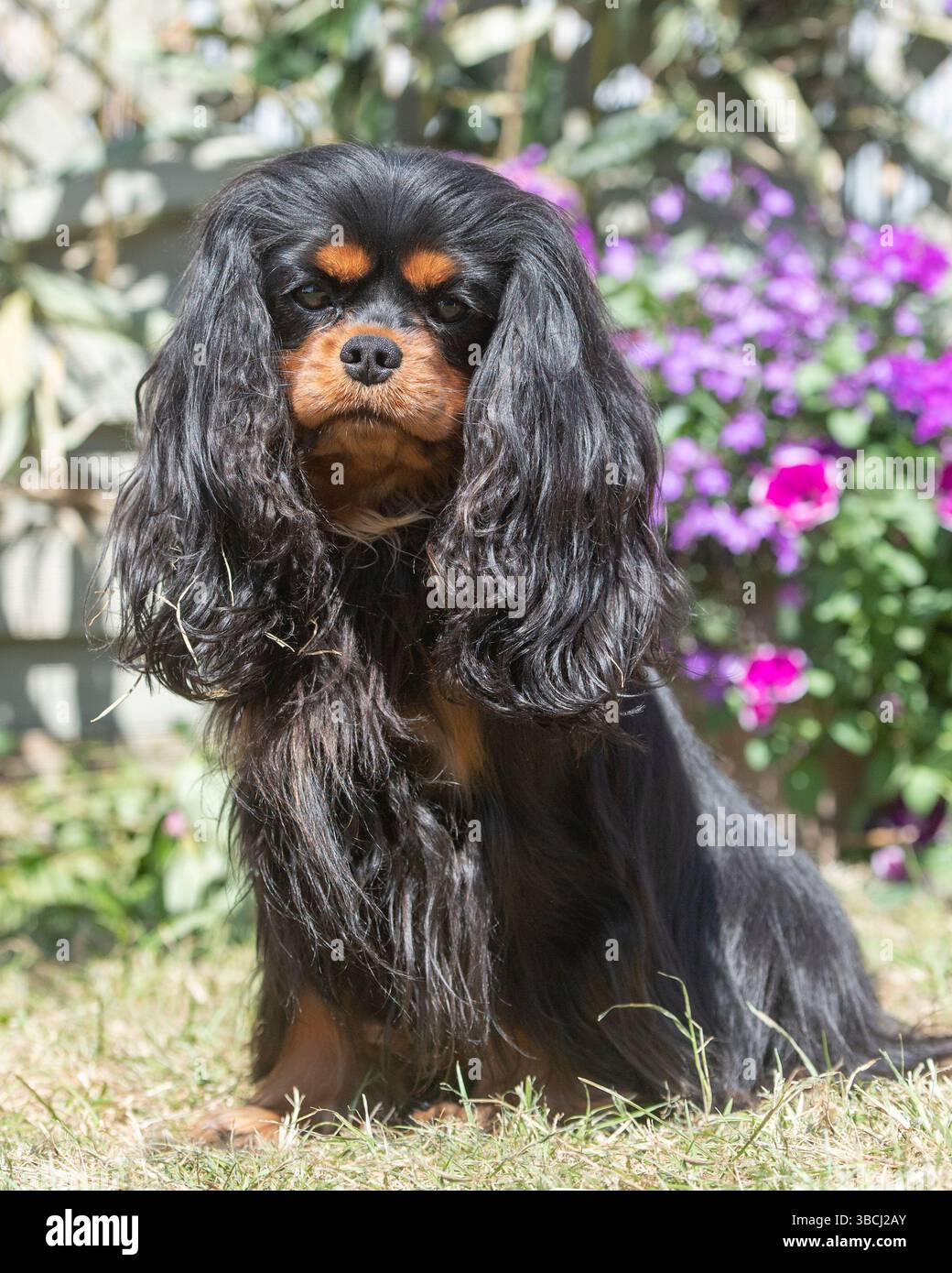 nero e marrone cavalier re charles spaniel cane in giardino Foto Stock