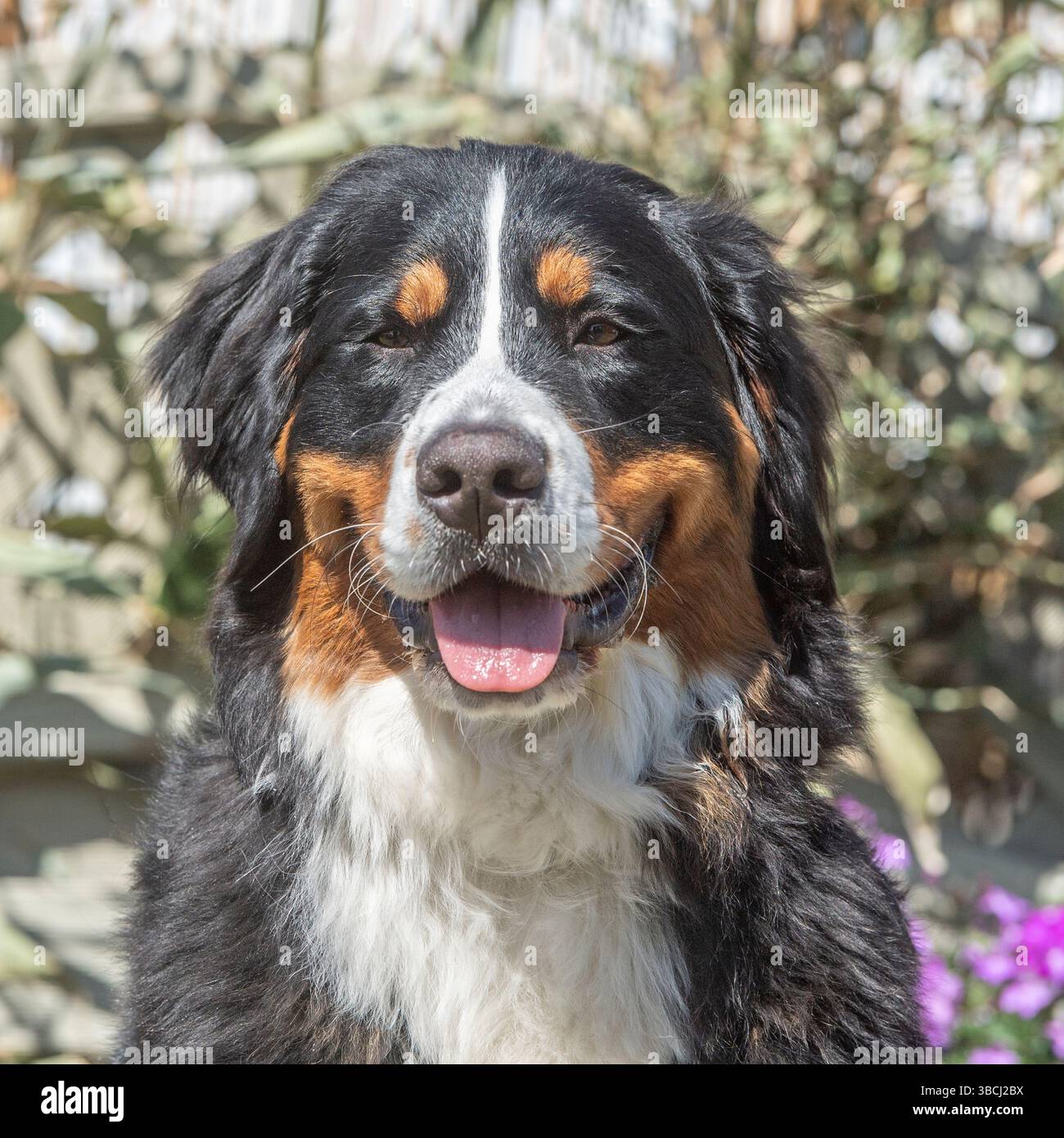 Bovaro del Bernese Foto Stock