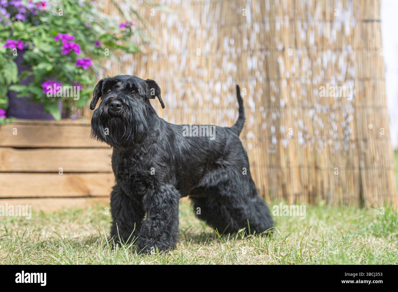 cane schnauzer in miniatura nero Foto Stock