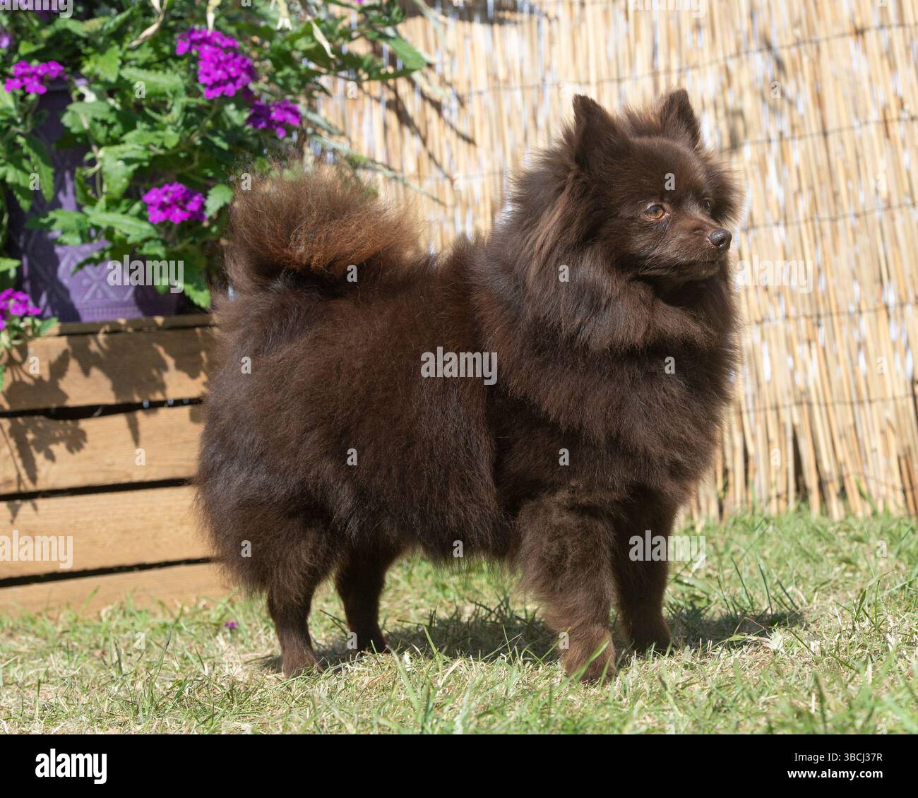 Il tedesco Spitz Klein in giardino Foto Stock