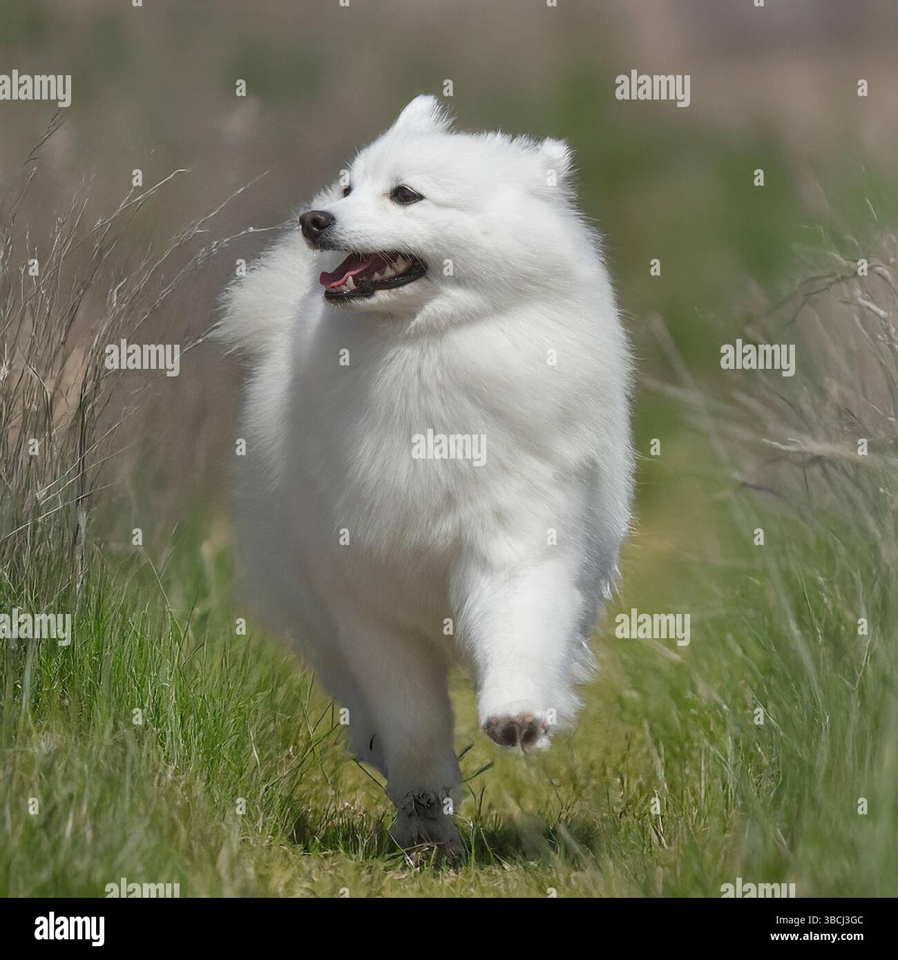 Cane eschimese americano che corre attraverso l'erba lunga sembra molto felice Foto Stock