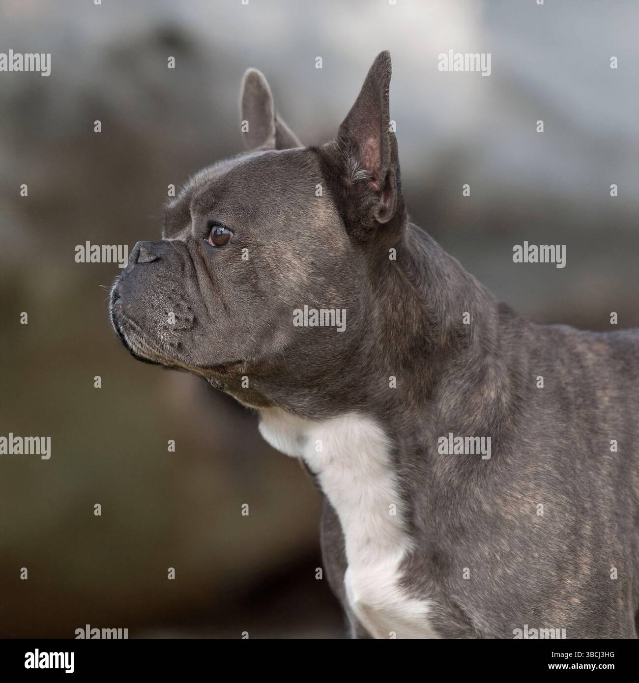 ritratto bulldog francese blue brindle Foto Stock