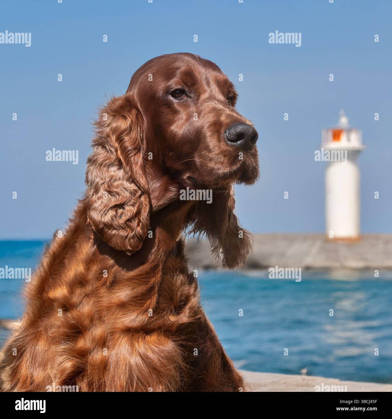 Cane da setter irlandese seduto accanto a un faro sull'oceano Foto Stock