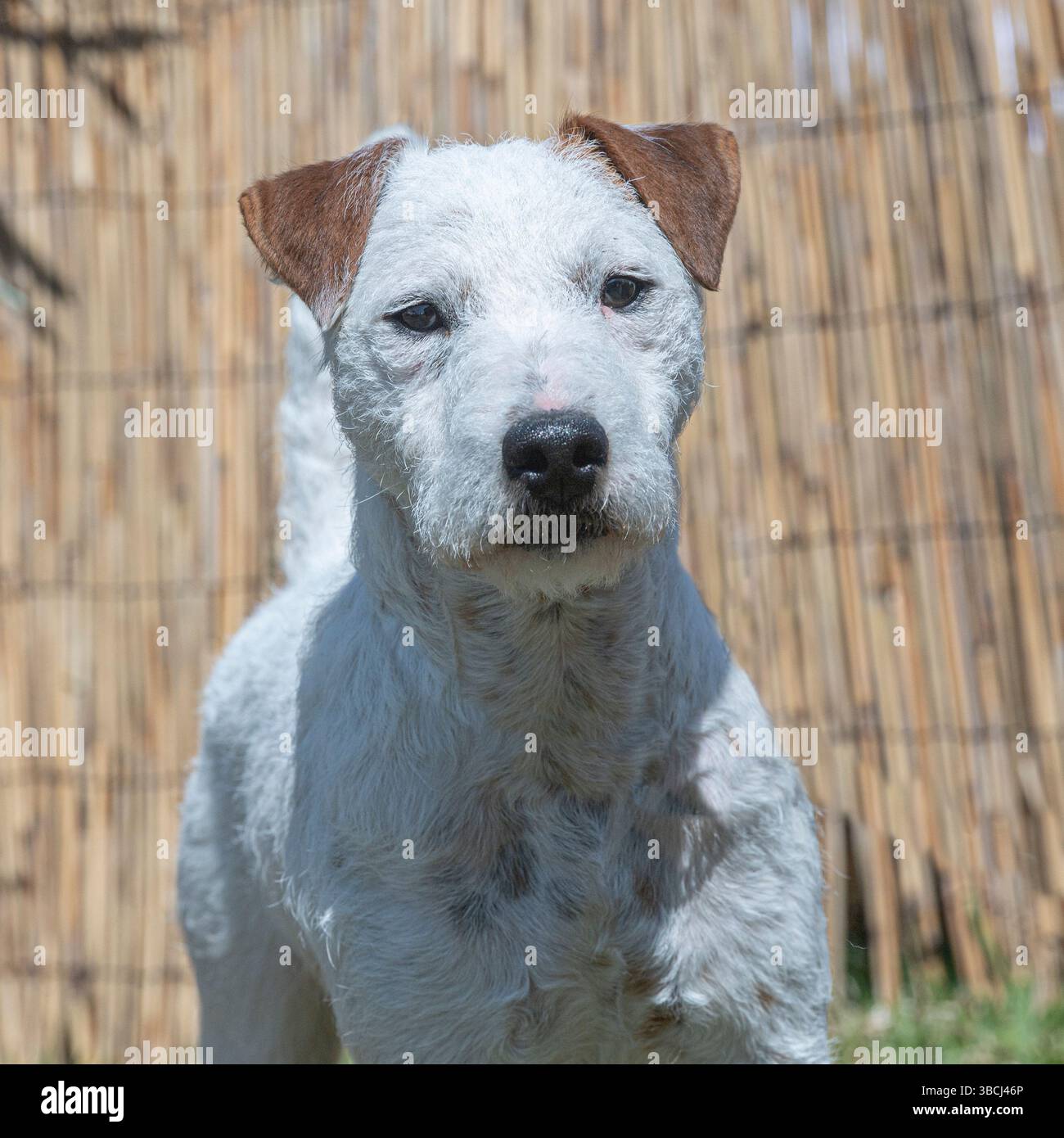 Jack Russell Terrier Foto Stock