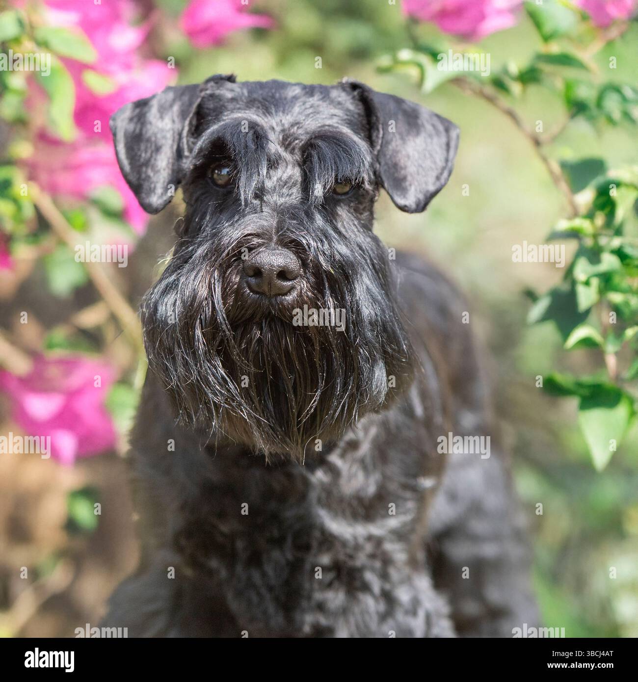 Miniatura schnauzer cane Foto Stock