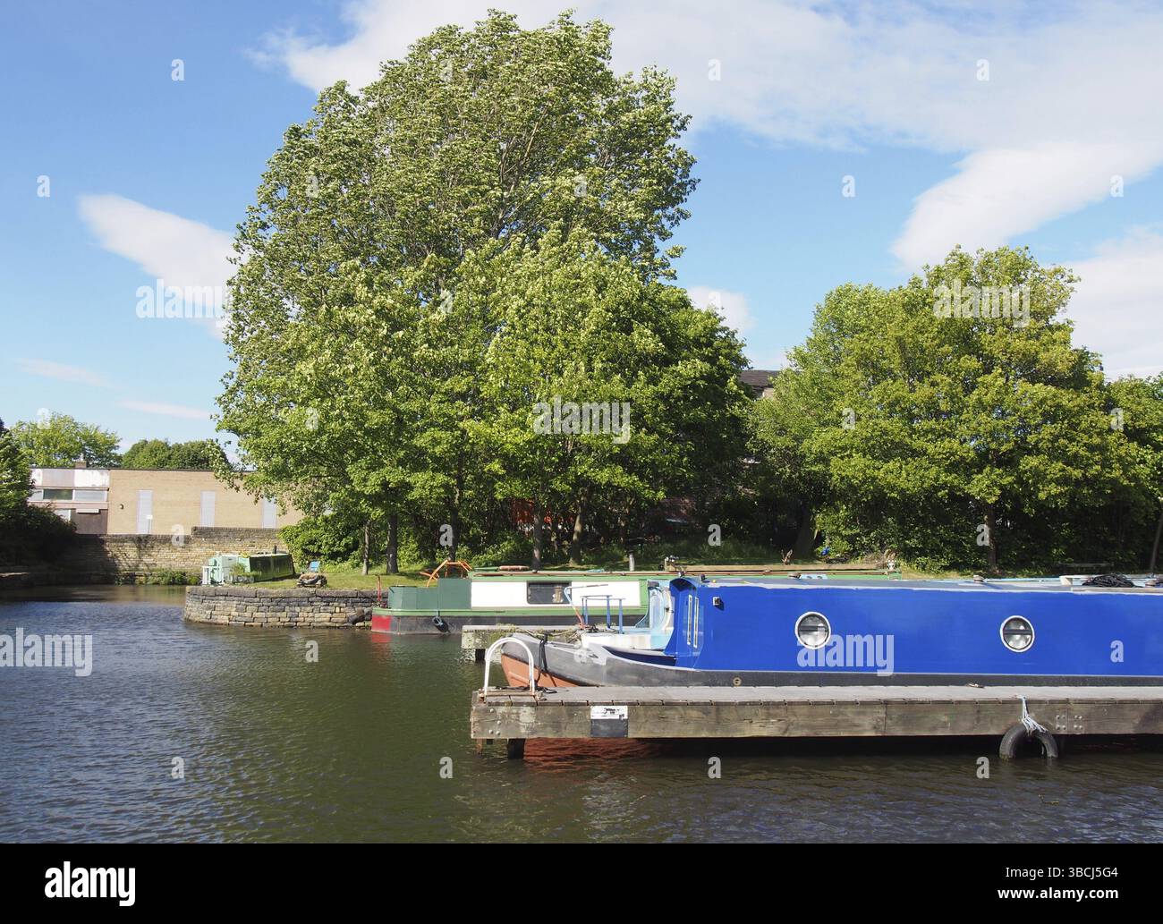 Vecchie e strette barche convertite in case galleggianti ormeggiate nel porticciolo di brighouse Basin nell'ovest dello yorkshire, circondate da alberi e da un cielo azzurro e luminoso Foto Stock