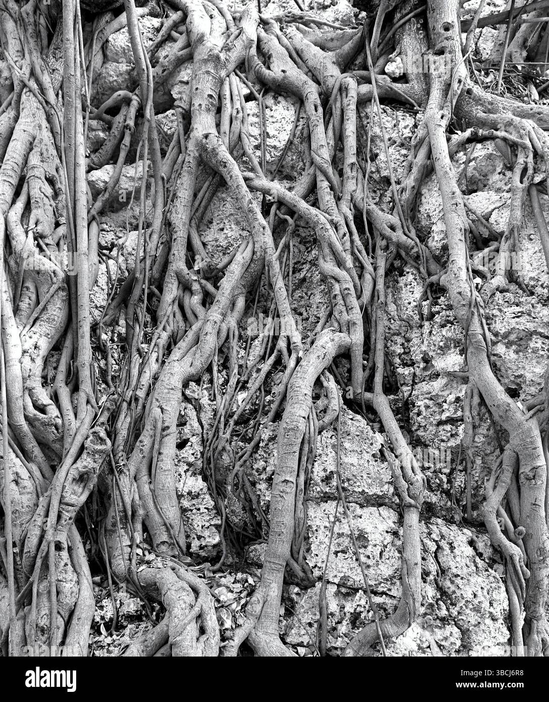 Le potenti radici superficiali di un albero tropicale di Banyan si aggrappano alle rocce di una foresta Foto Stock