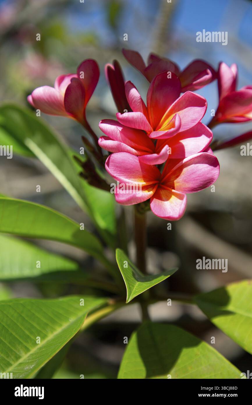 Plumeria rubra fiori con foglie verdi di albero del tempio Foto Stock