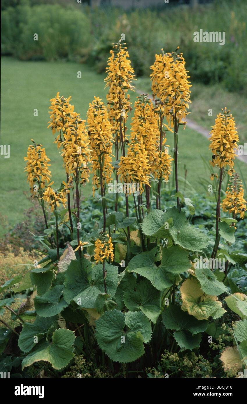 Ligularia (Ligularia ibrida), Golden Cob ligularia (fiori) (piante da giardino ornamentali) (fioritura ornamentale) (giallo) (verticale) Foto Stock