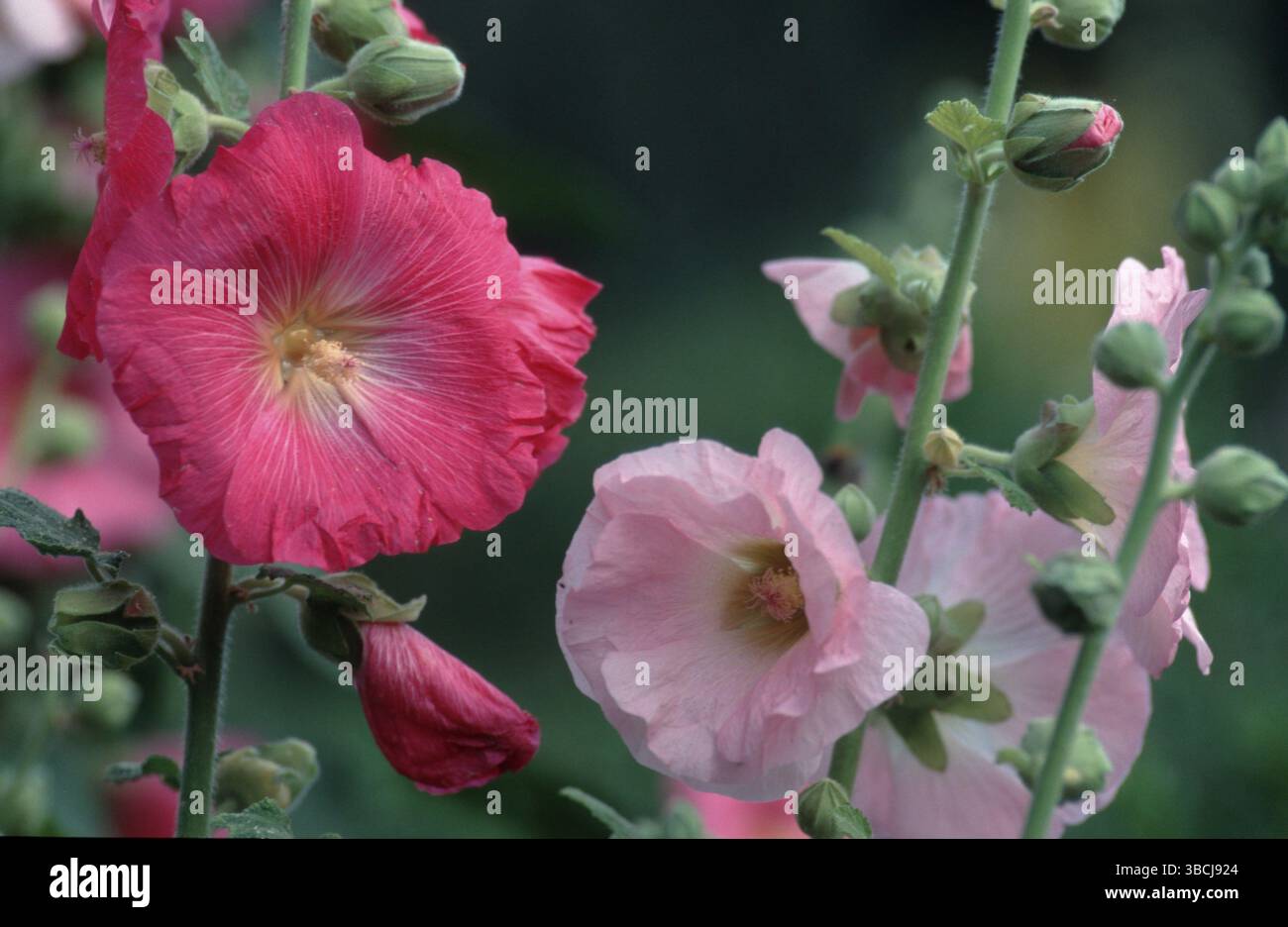 Hollyhocks (Alcea rosea hybride) (Althaea rosea hybride) Foto Stock