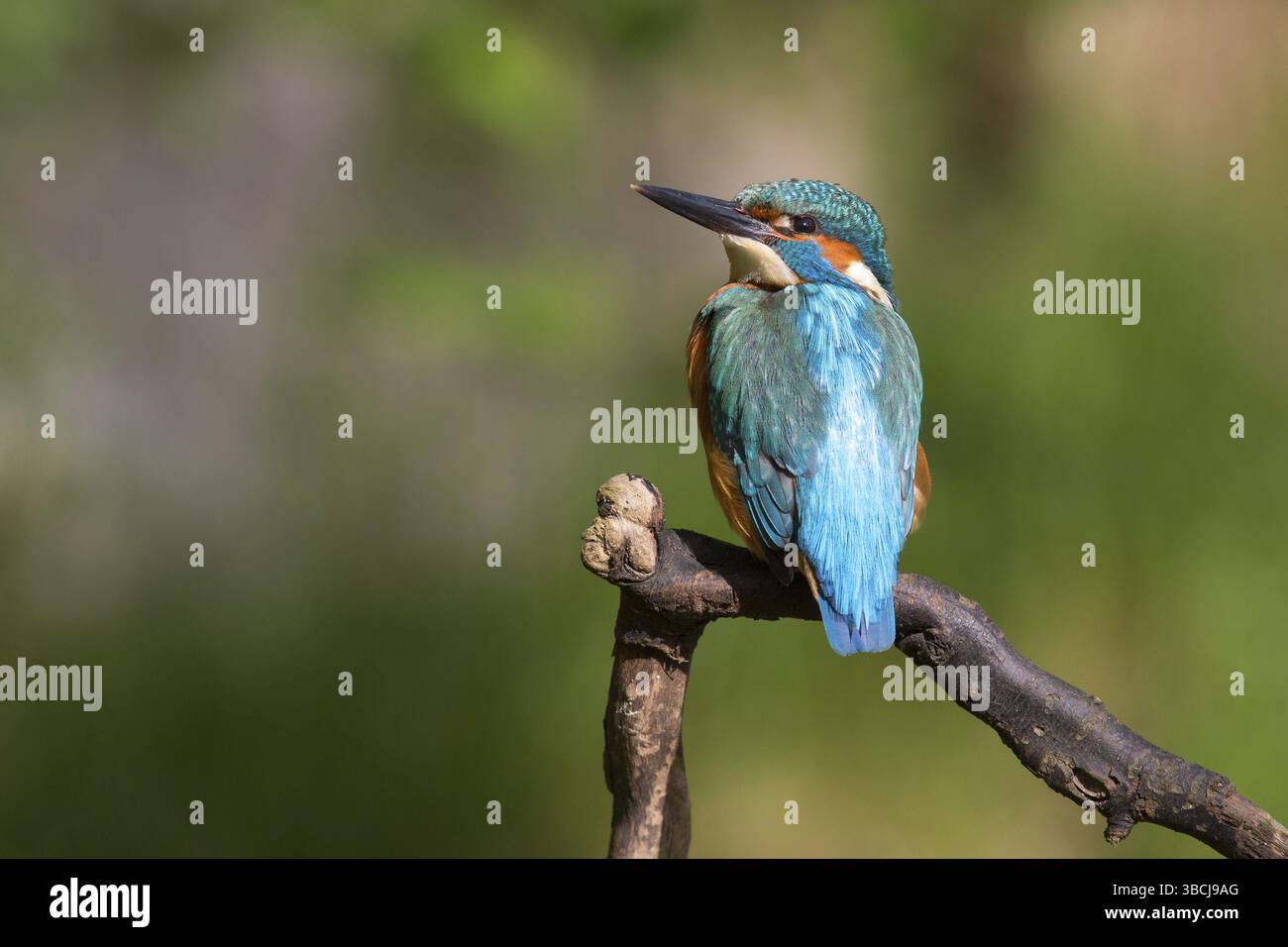 Martin pescatore Foto Stock