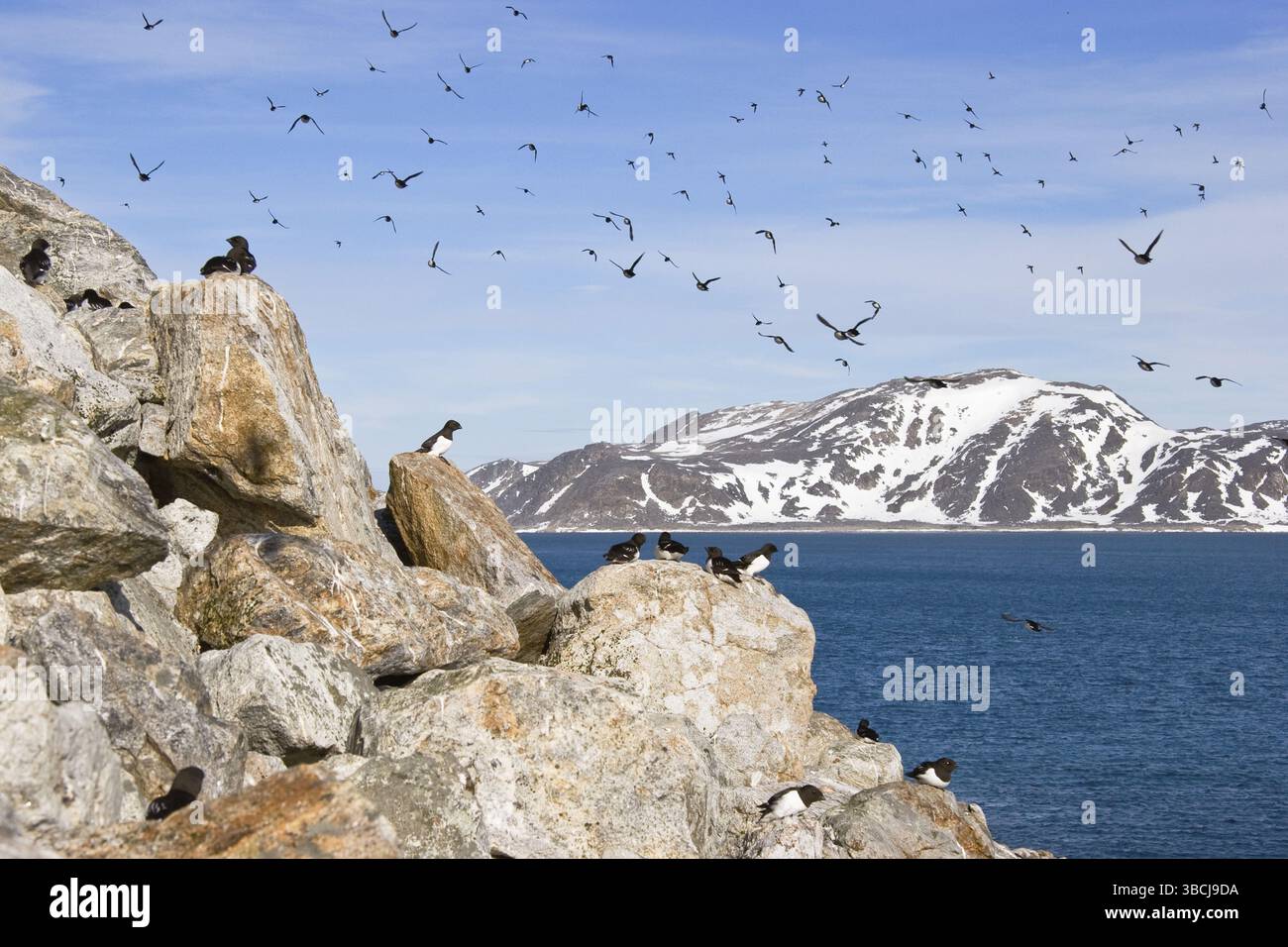 Little Auks (alle alle), Spitsbergen, Norvegia (Plautus alle) Foto Stock