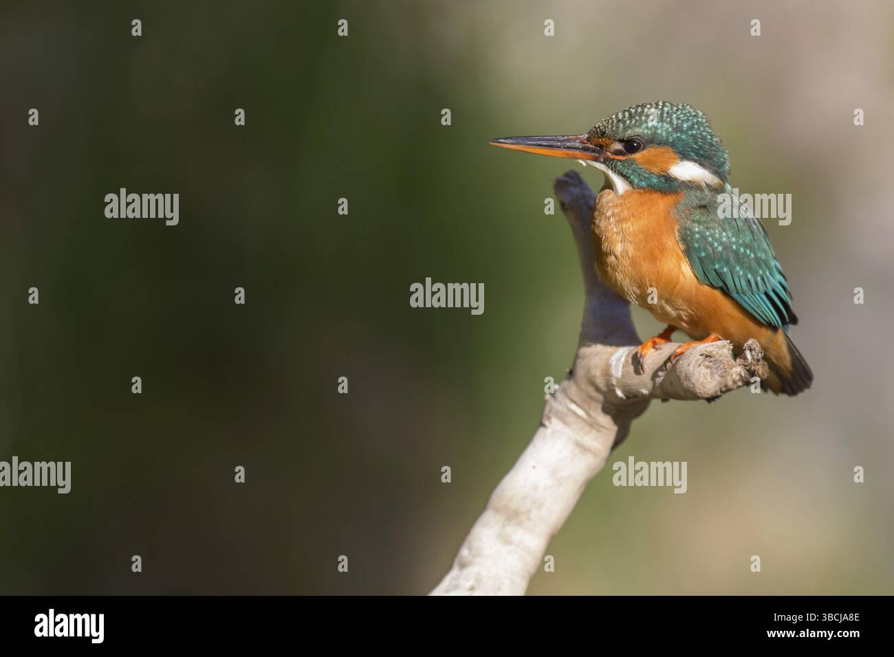 Martin pescatore Foto Stock