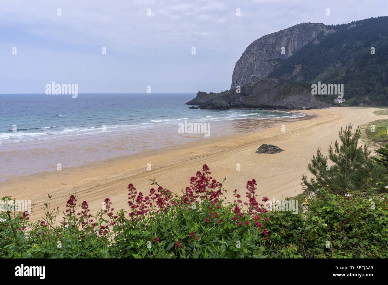 Una vista sulla pittoresca baia e la spiaggia di Laga nel Paese Basco spagnolo Foto Stock